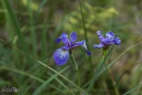 Isle Royale-80