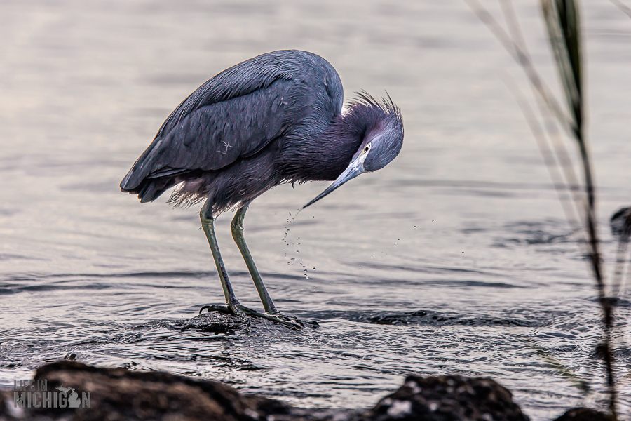 Jacksonville-St-Augustine-FL-2026-99