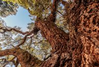 Jacksonville-St-Augustine-FL-2026-2