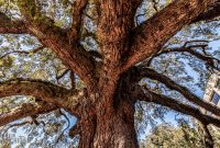 Jacksonville-St-Augustine-FL-2026-3