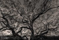Jacksonville-St-Augustine-FL-2026-5