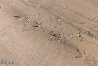 Jacksonville-St-Augustine-FL-2026-84