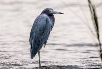 Jacksonville-St-Augustine-FL-2026-94