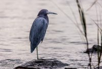 Jacksonville-St-Augustine-FL-2026-95