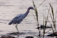 Jacksonville-St-Augustine-FL-2026-96