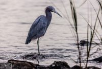 Jacksonville-St-Augustine-FL-2026-97