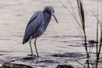 Jacksonville-St-Augustine-FL-2026-98