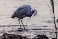 Jacksonville-St-Augustine-FL-2026-99