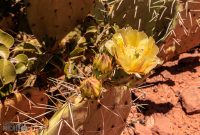 Jerome-Sedona-Arizona-8