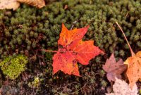 Jordan-River-Valley-Fall-2022-13