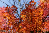 Jordan-River-Valley-Fall-2022-15