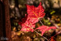 Jordan-River-Valley-Fall-2022-20