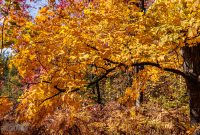 Jordan-River-Valley-Fall-2022-22