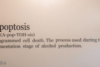 Apoptosis Brewing -Peace, Love & Little Donuts and Beer pairing
