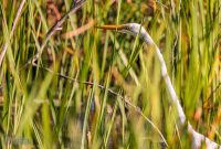 Kensington-Metro-Park-Birds-Fall-2025-1