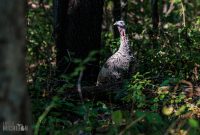 Kensington-Metro-Park-Birds-Fall-2025-12