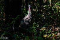 Kensington-Metro-Park-Birds-Fall-2025-13