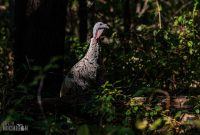 Kensington-Metro-Park-Birds-Fall-2025-14