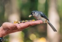 Kensington-Metro-Park-Birds-Fall-2025-17