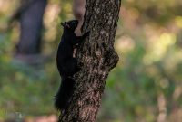 Kensington-Metro-Park-Birds-Fall-2025-18