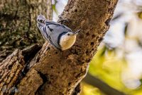 Kensington-Metro-Park-Birds-Fall-2025-19