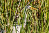 Kensington-Metro-Park-Birds-Fall-2025-2