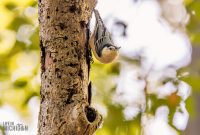Kensington-Metro-Park-Birds-Fall-2025-20