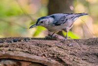 Kensington-Metro-Park-Birds-Fall-2025-21