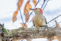 Kensington-Metro-Park-Birds-Fall-2025-22