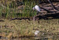 Kensington-Metro-Park-Birds-Fall-2025-23