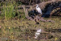 Kensington-Metro-Park-Birds-Fall-2025-24