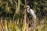 Kensington-Metro-Park-Birds-Fall-2025-3