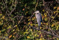 Kensington-Metro-Park-Birds-Fall-2025-4