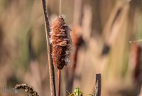 Kensington-Metro-Park-Birds-Fall-2025-5