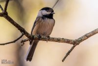 Kensington-Metro-Park-Birds-Fall-2025-8