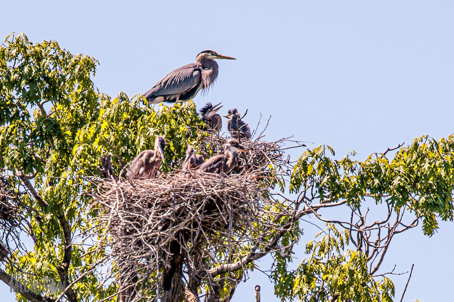 Kensington-Metropark-Birds-May2026-15