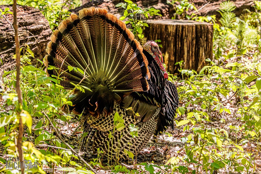 Kensington-Metropark-Birds-May2026-8