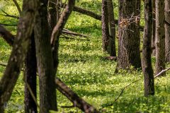 Kensington-Metropark-Birds-May2026-1