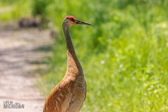 Kensington-Metropark-Birds-May2026-10