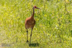 Kensington-Metropark-Birds-May2026-11