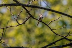 Kensington-Metropark-Birds-May2026-12