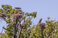 Kensington-Metropark-Birds-May2026-13