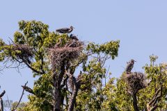Kensington-Metropark-Birds-May2026-14