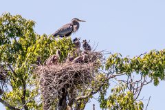 Kensington-Metropark-Birds-May2026-15