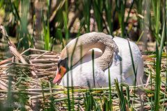Kensington-Metropark-Birds-May2026-16