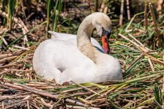 Kensington-Metropark-Birds-May2026-17