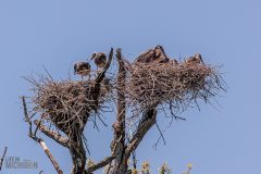 Kensington-Metropark-Birds-May2026-18