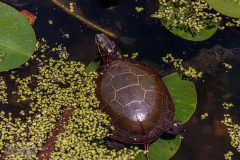 Kensington-Metropark-Birds-May2026-19