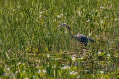 Kensington-Metropark-Birds-May2026-20