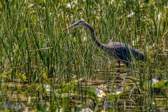 Kensington-Metropark-Birds-May2026-21